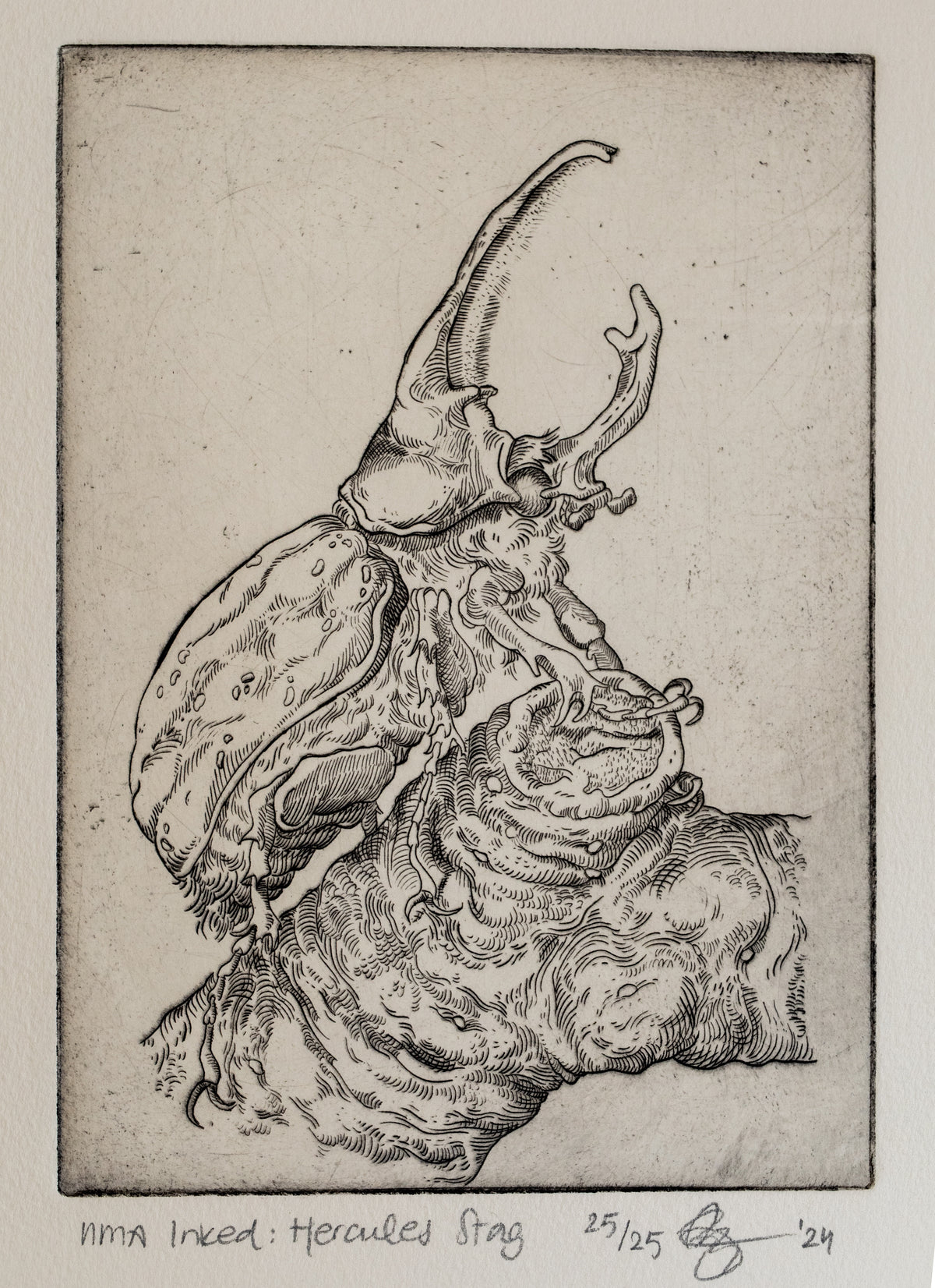 Hercules Stag Limited Edition Copperplate Etching by Maartje Fleetwood